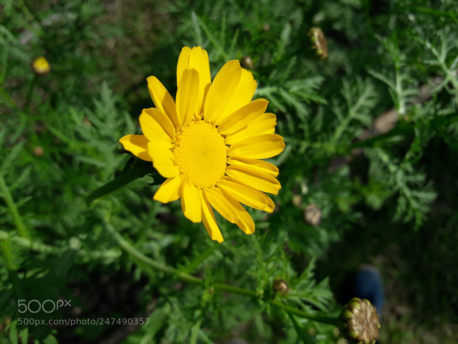 Samsung Galaxy J7 Neo sample photo. Flower photography
