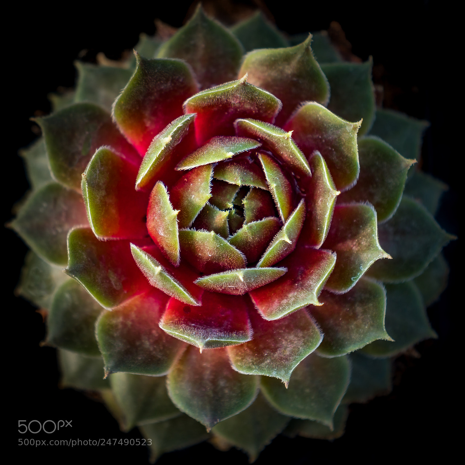 Panasonic Lumix DMC-GX8 sample photo. Natural mandala photography