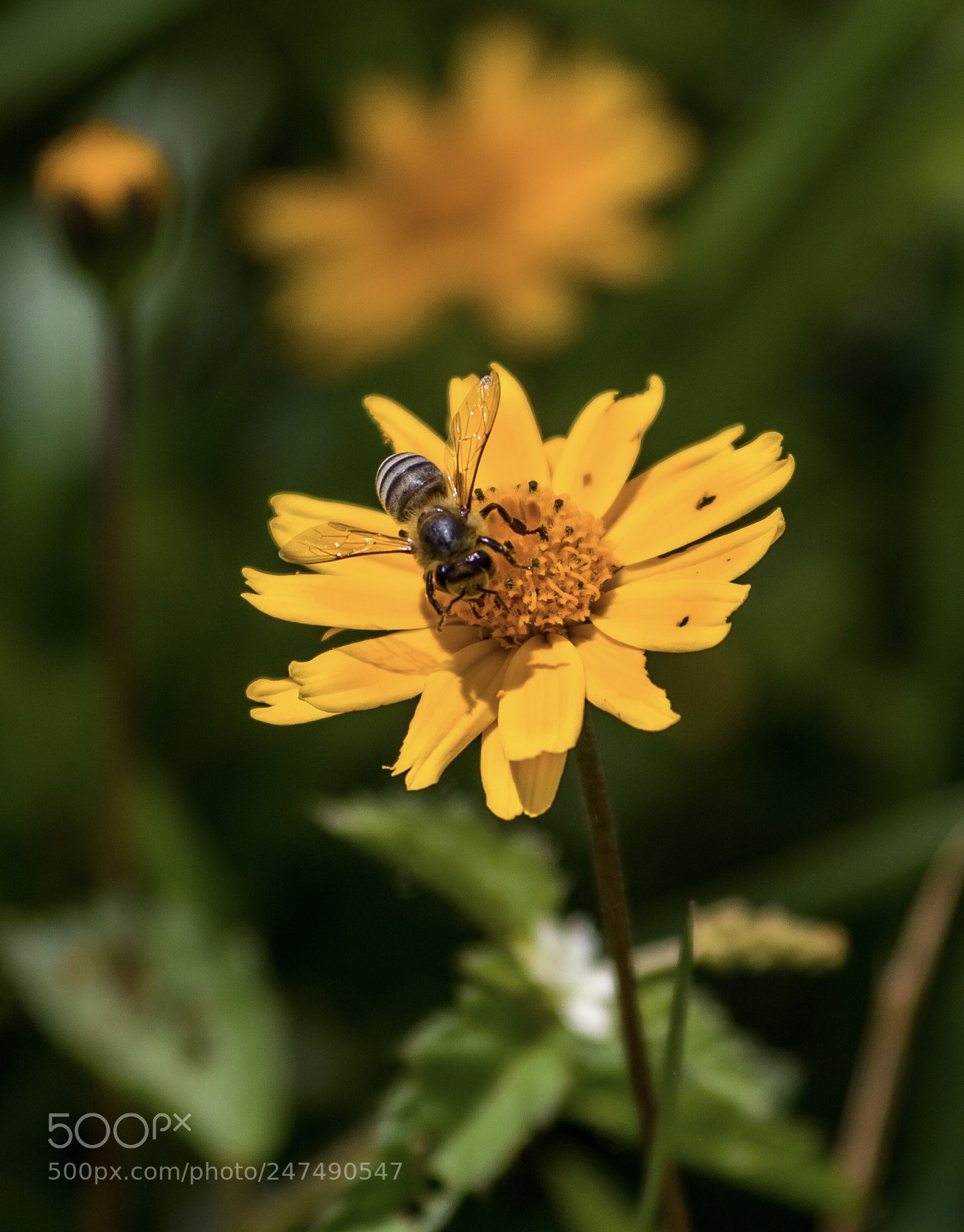 Canon EOS 7D sample photo. Nature vibes | bzzzz ? photography