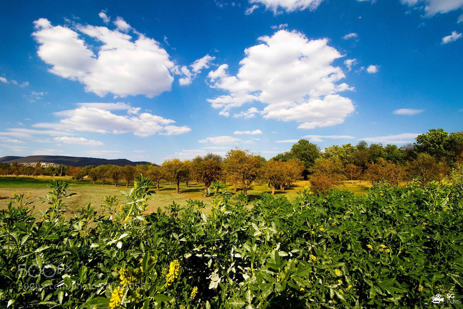 Canon EOS 7D Mark II sample photo. Parque metropolitano photography
