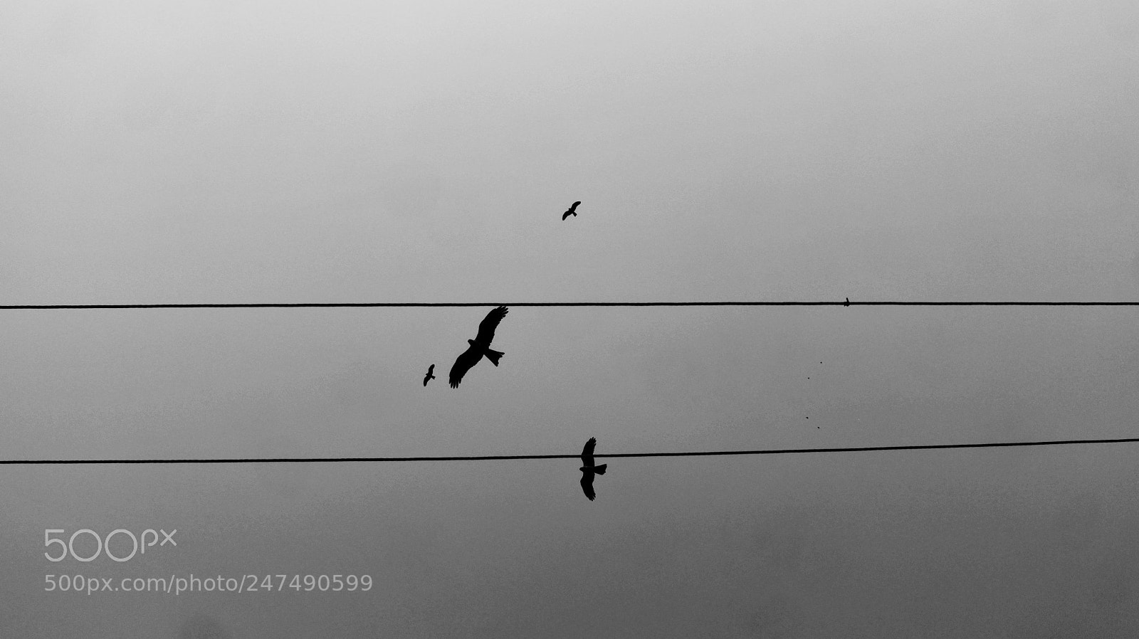 Canon EOS M sample photo. Look up!!  ( eagles) photography