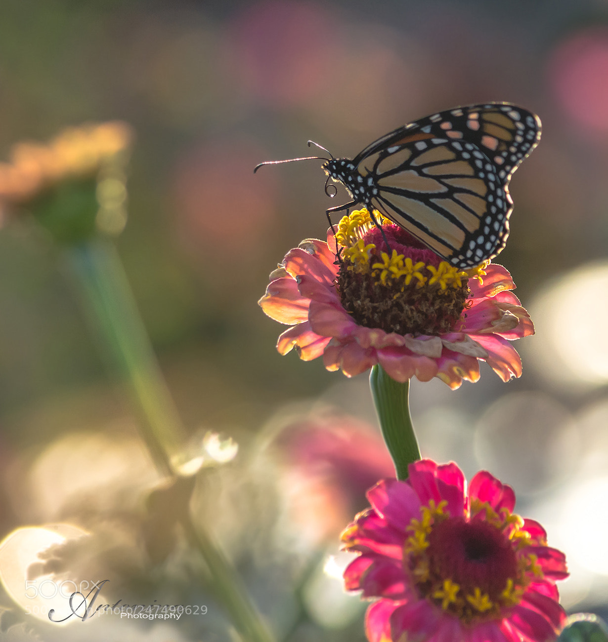 Nikon D7100 sample photo. *** photography