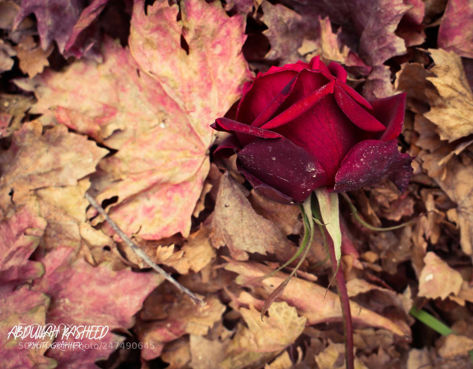 Canon EOS 700D (EOS Rebel T5i / EOS Kiss X7i) sample photo. Untitled photography