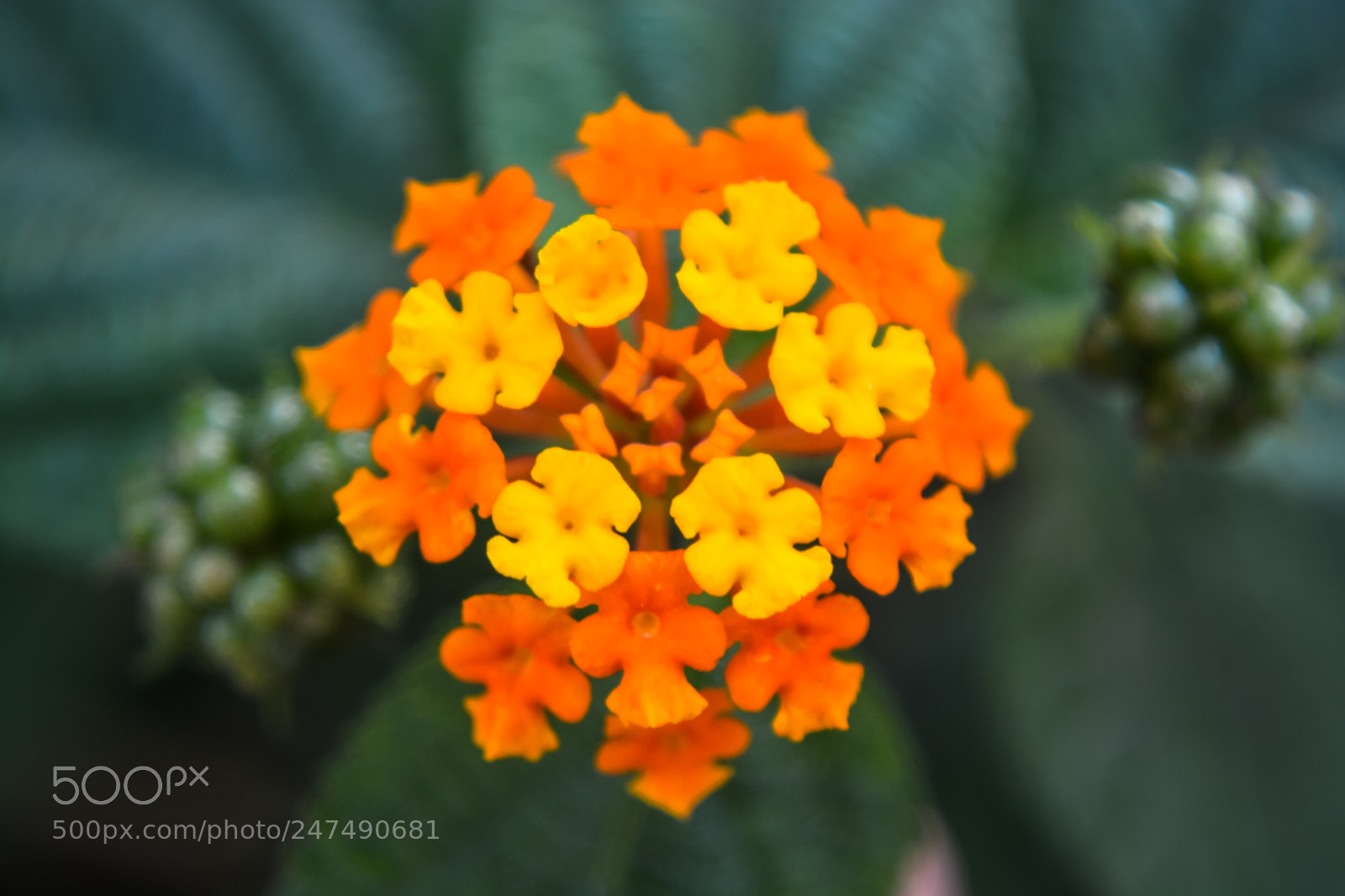 Nikon D5200 sample photo. Lantana camara photography
