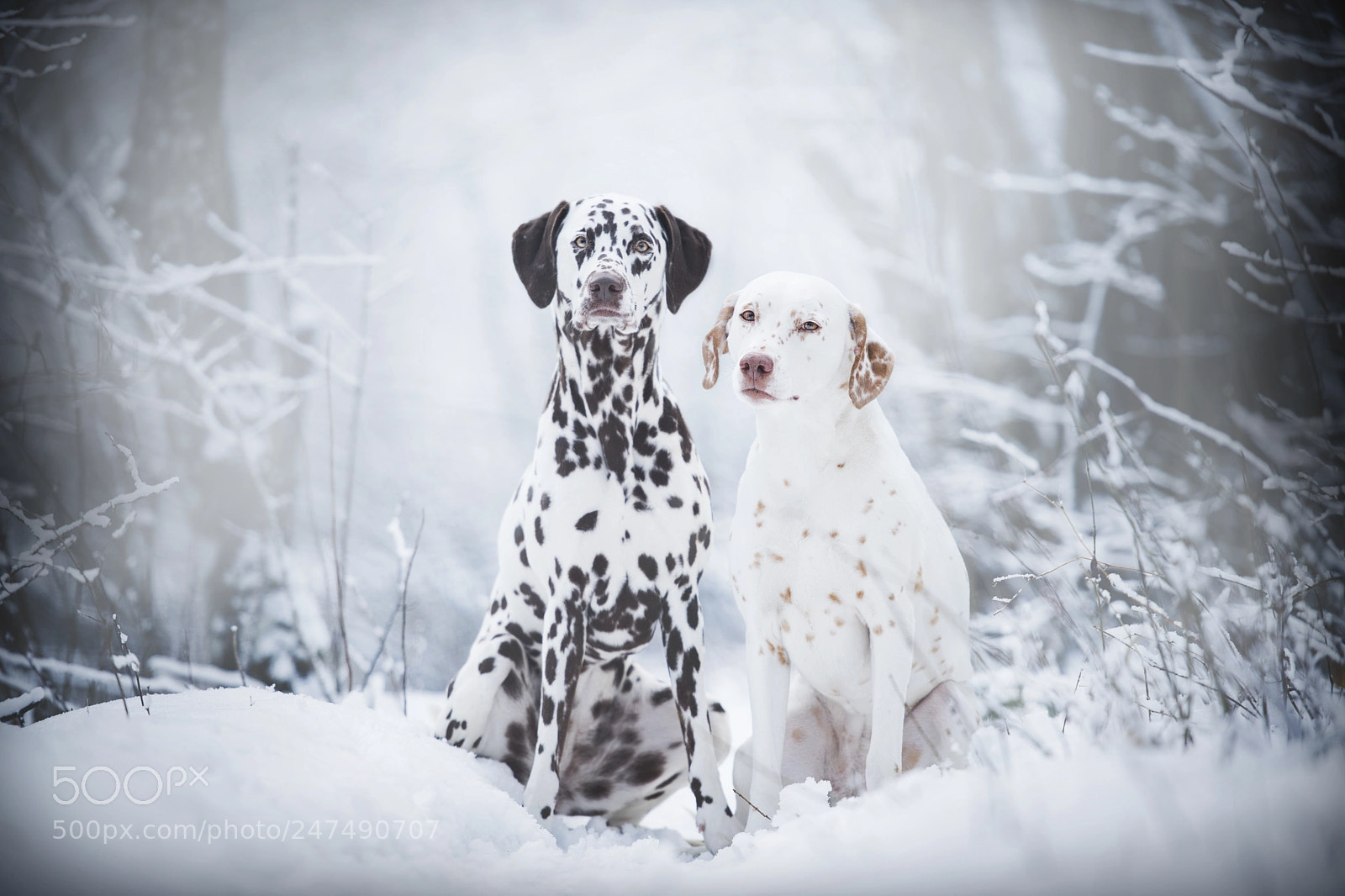 Nikon D850 sample photo. - friends - photography