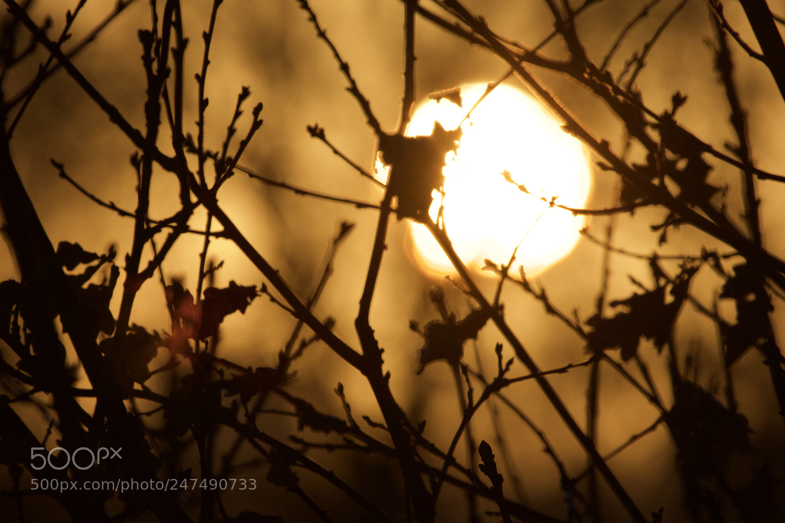 Canon EOS 7D Mark II sample photo. Sunrise & branches photography