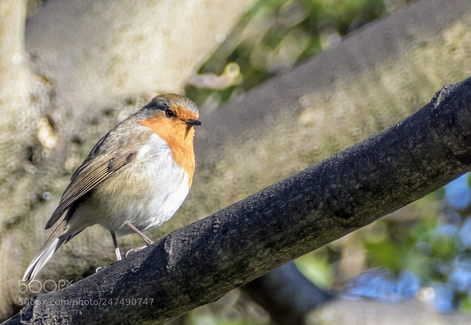 Panasonic Lumix DMC-FZ1000 sample photo. Spring bird photography