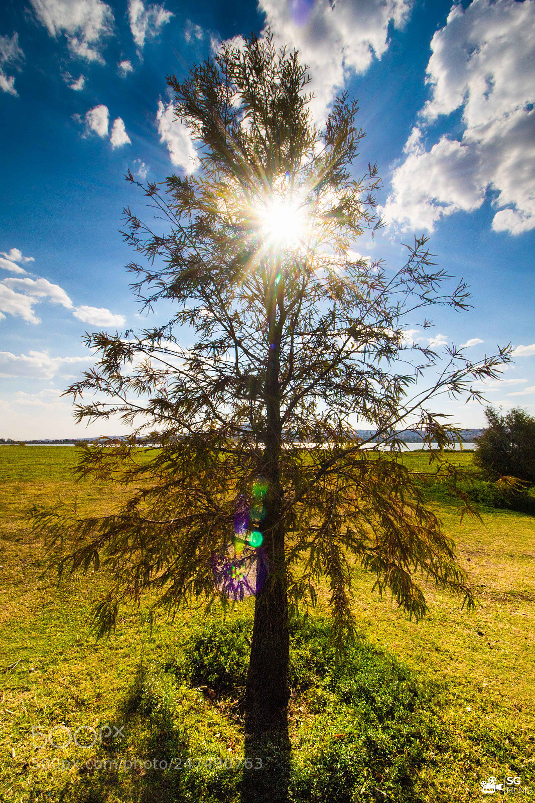 Canon EOS 7D Mark II sample photo. Tree photography
