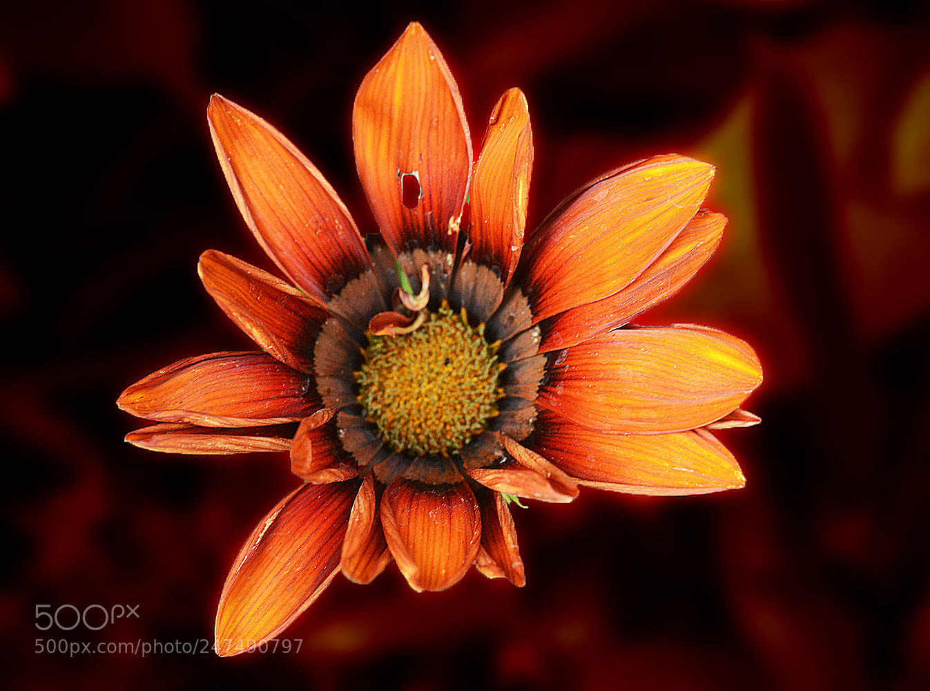 Nikon D800 sample photo. Hope hoffnung photography