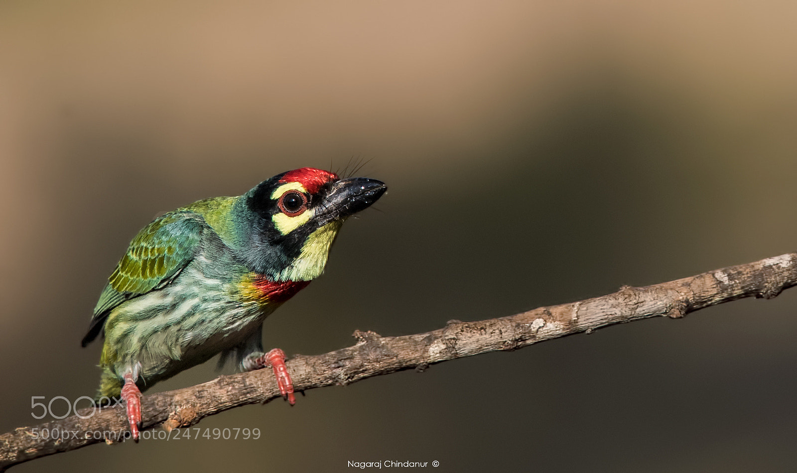 Nikon D5 sample photo. Coppersmith barbet photography