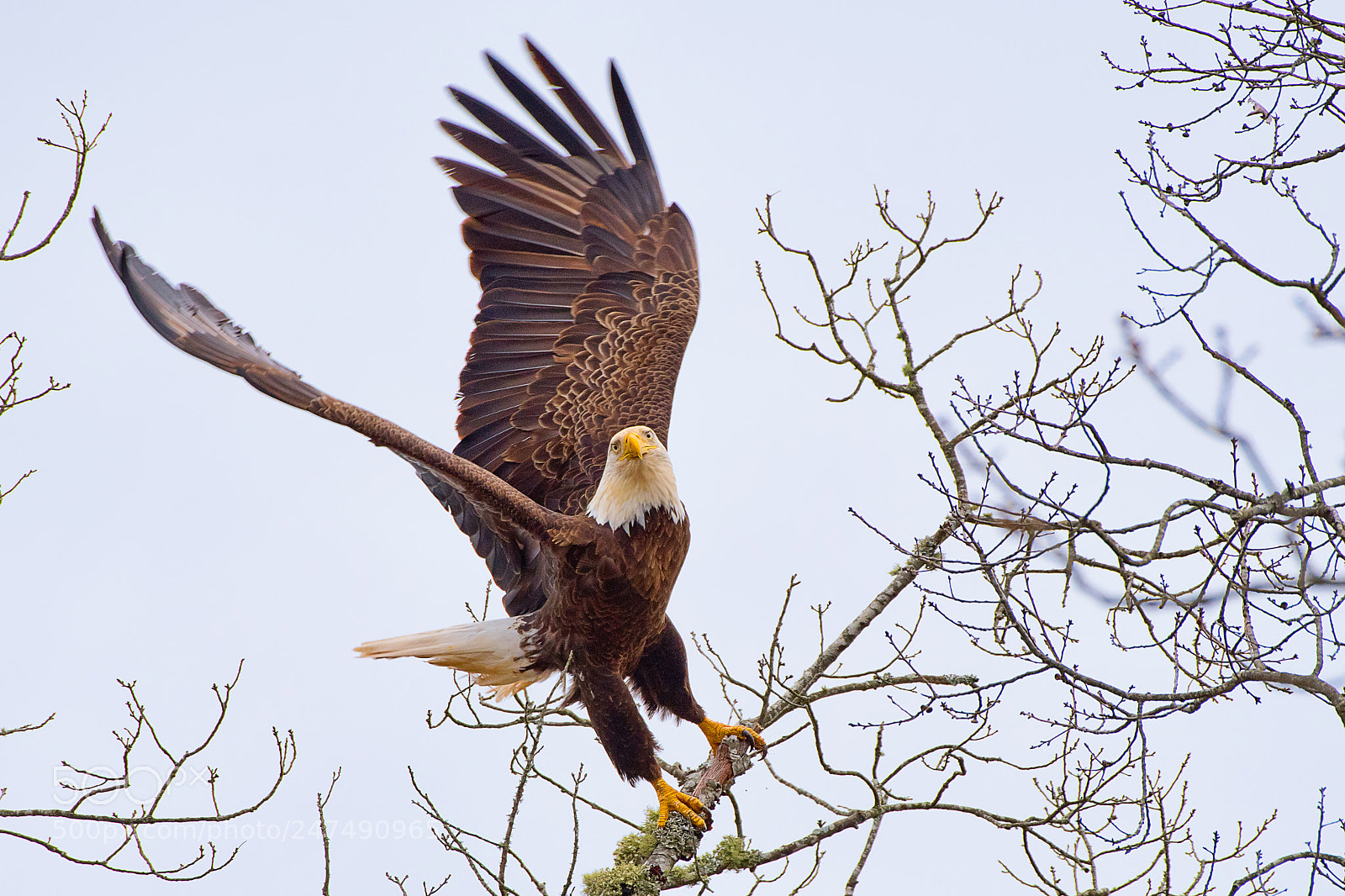 Nikon D500 sample photo. Eagle taking off photography