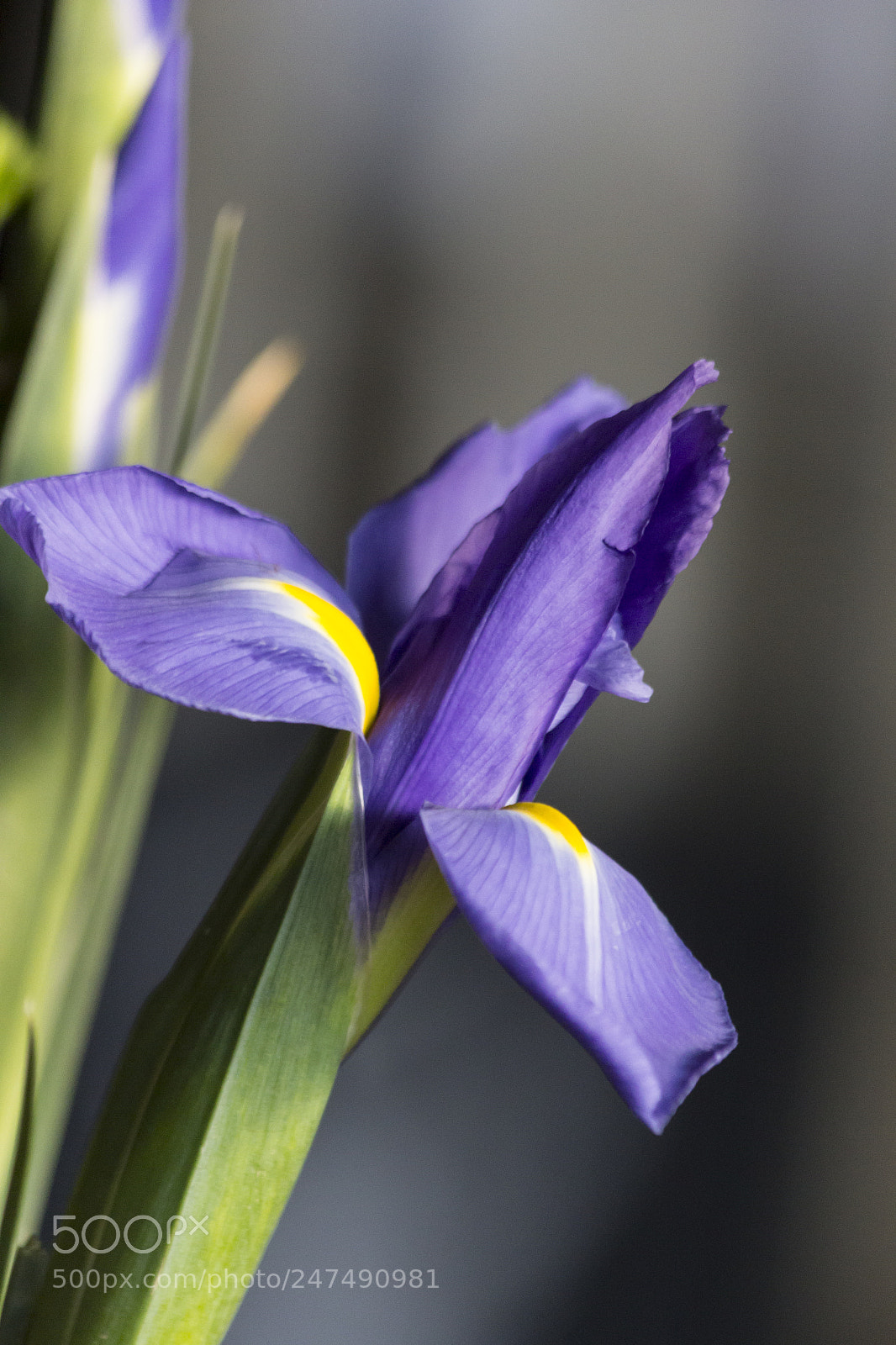 Canon EOS 60D sample photo. Bloom photography