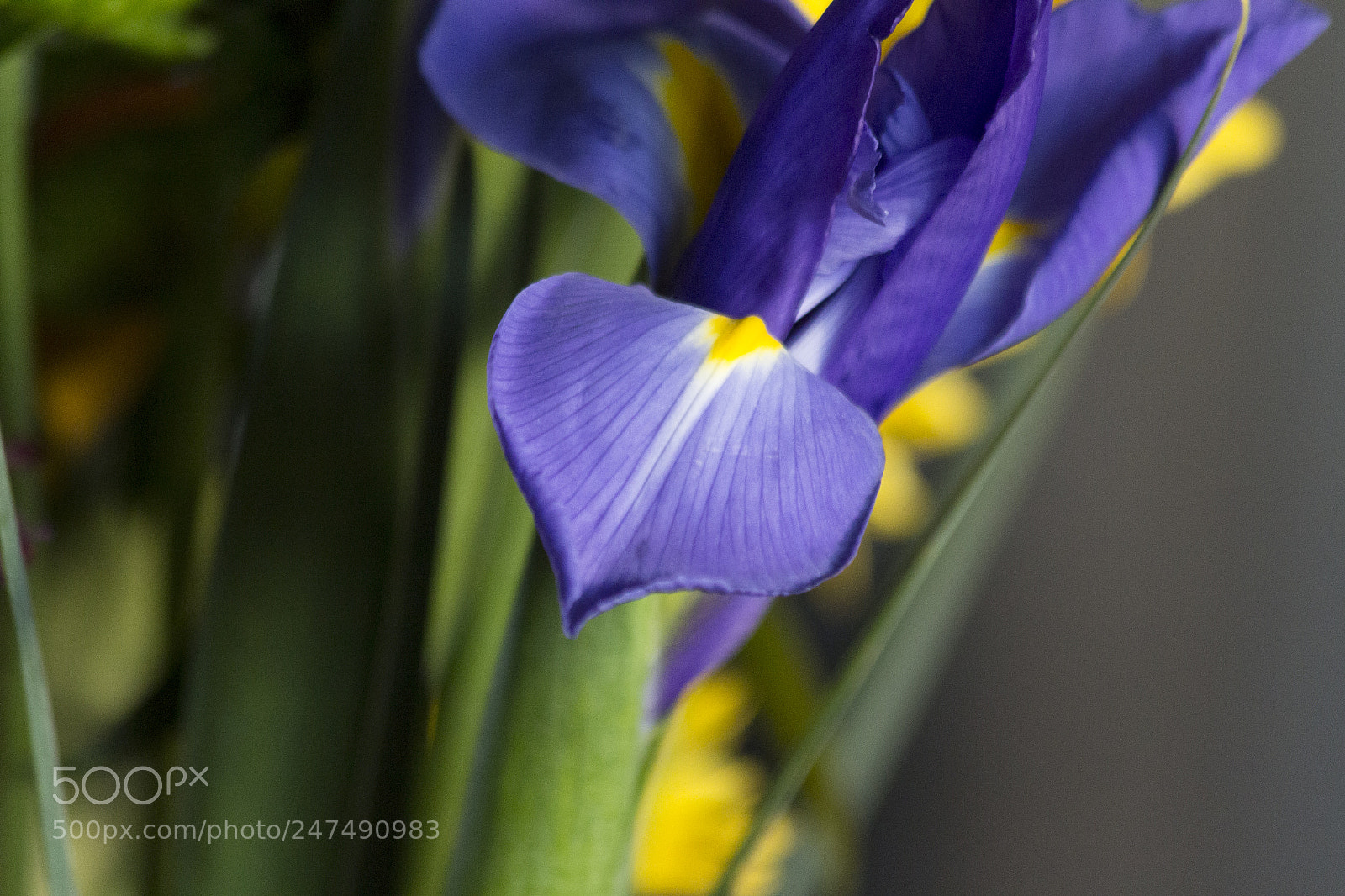 Canon EOS 60D sample photo. Delicate photography