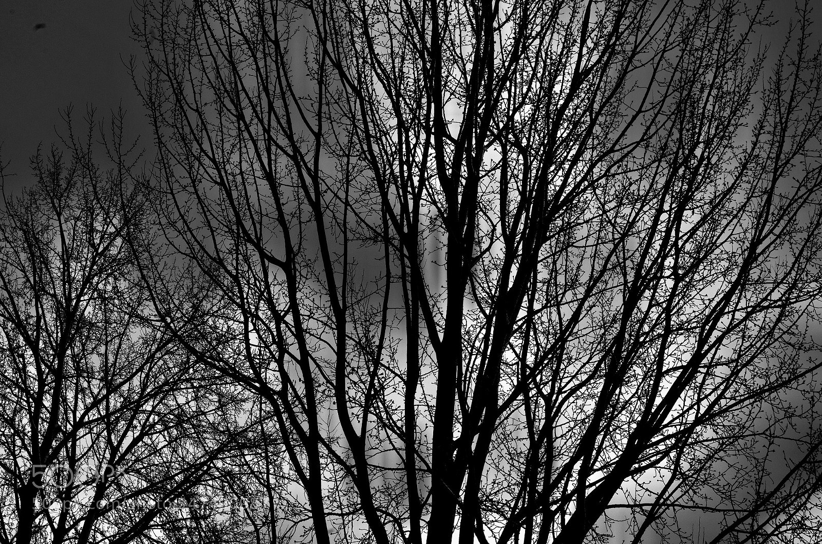 Pentax K-500 sample photo. Trees photography