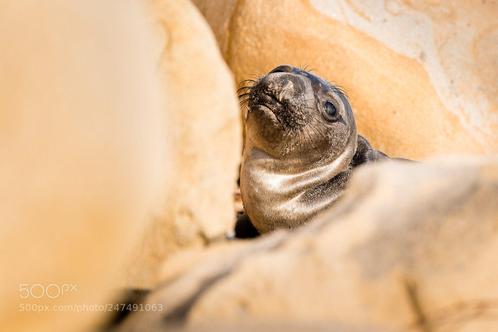 Nikon D800 sample photo. Pup in the rocks photography