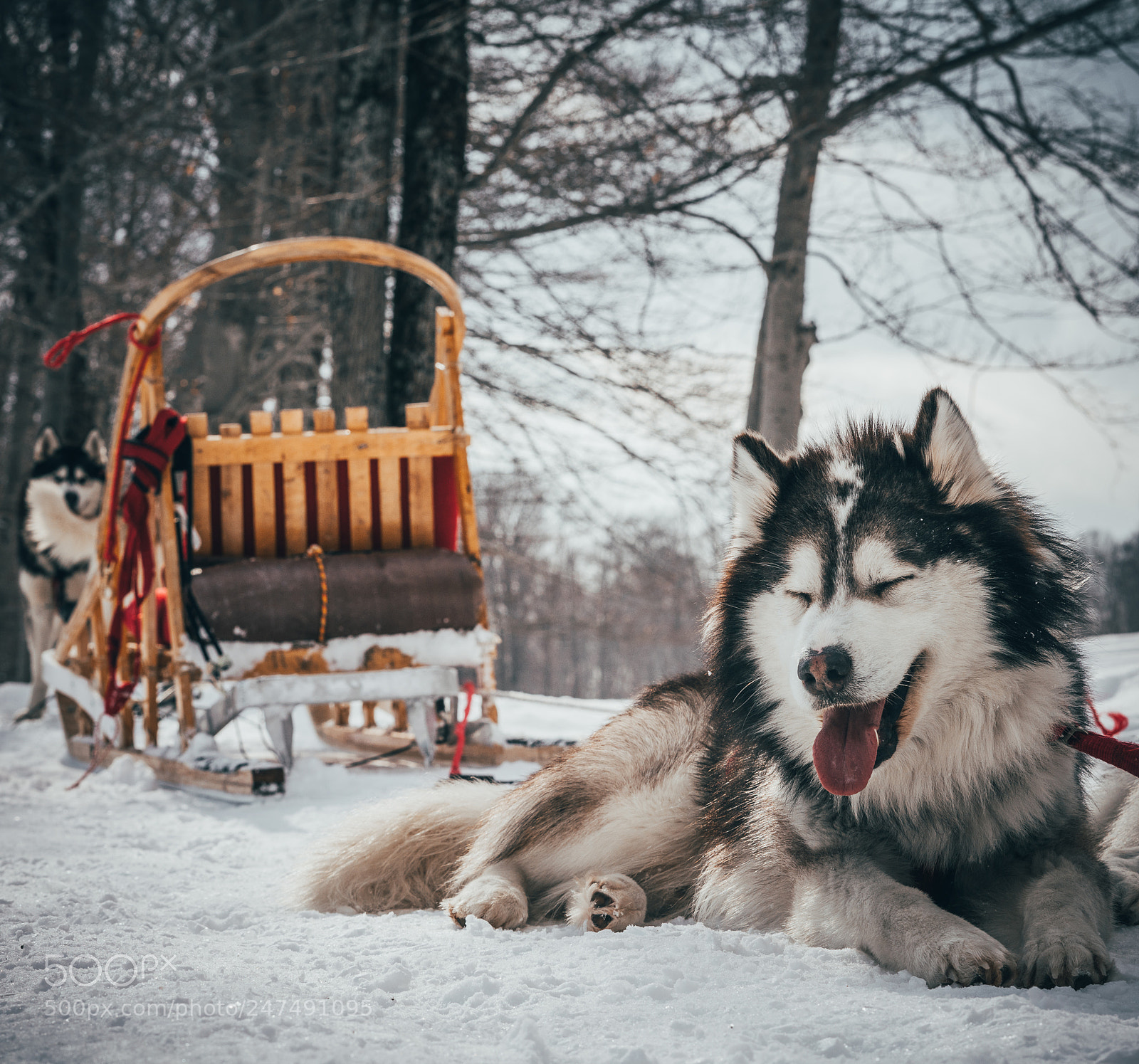 Sony a7R II sample photo. Taking a rest.  |  canada photography