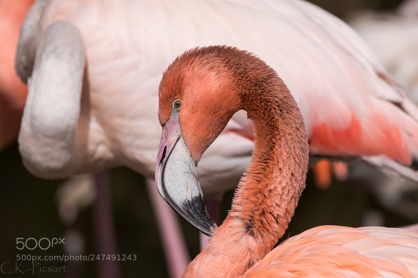 Canon EOS 760D (EOS Rebel T6s / EOS 8000D) sample photo. Flamingo photography