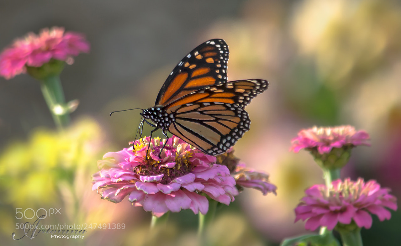 Nikon D7100 sample photo. *** photography