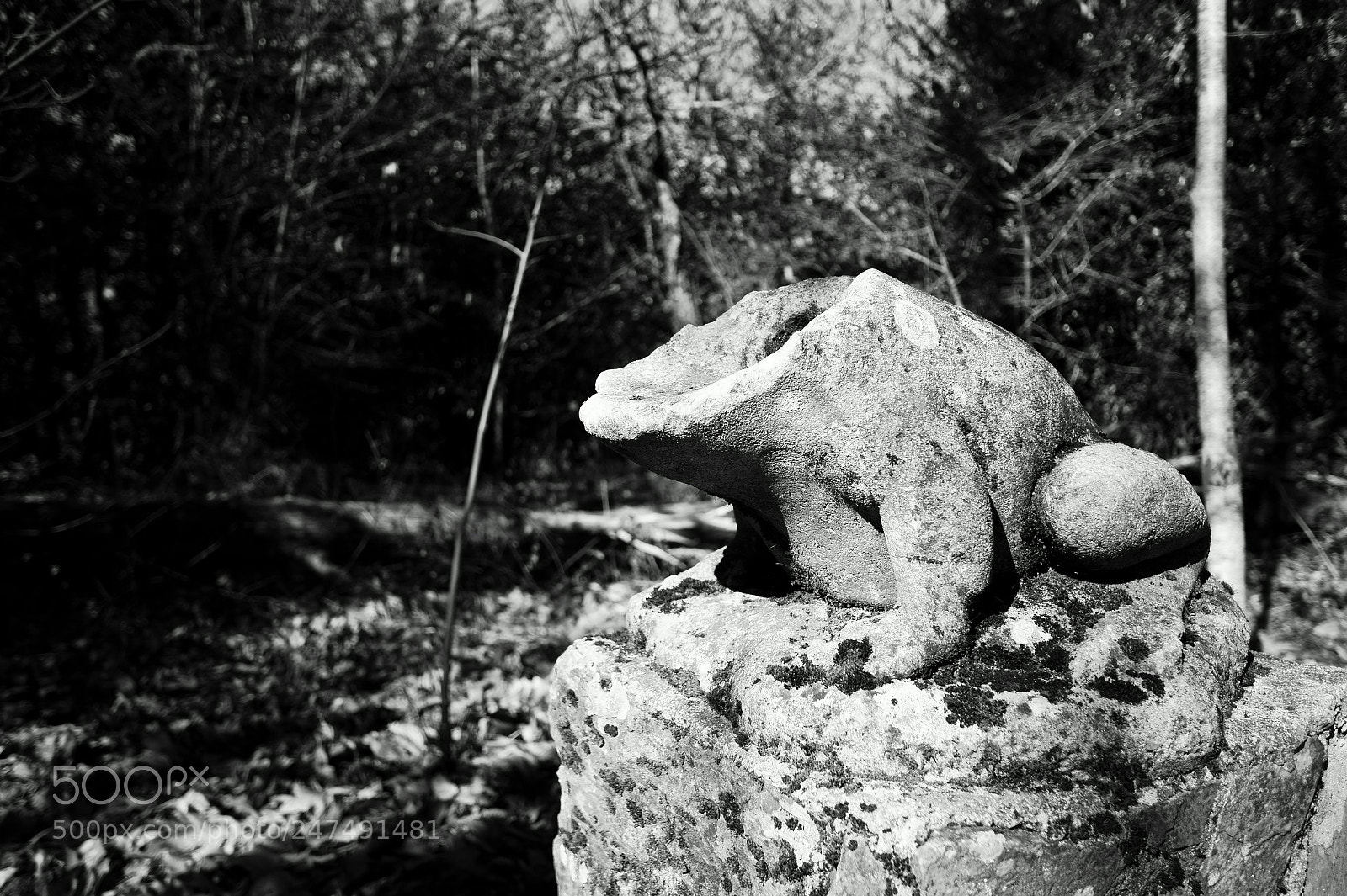 Sony SLT-A58 sample photo. Headless frog. photography