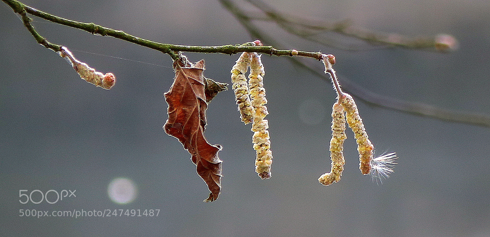 Canon EOS 750D (EOS Rebel T6i / EOS Kiss X8i) sample photo. "gefrorene kÄtzchen" photography