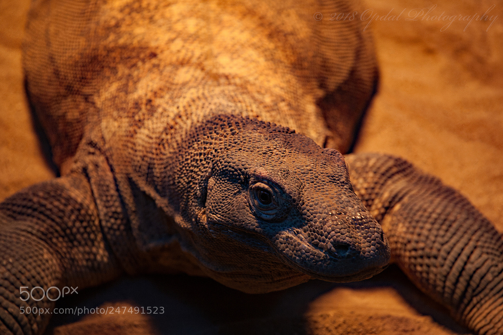 Canon EOS 5D sample photo. Komodo dragon photography