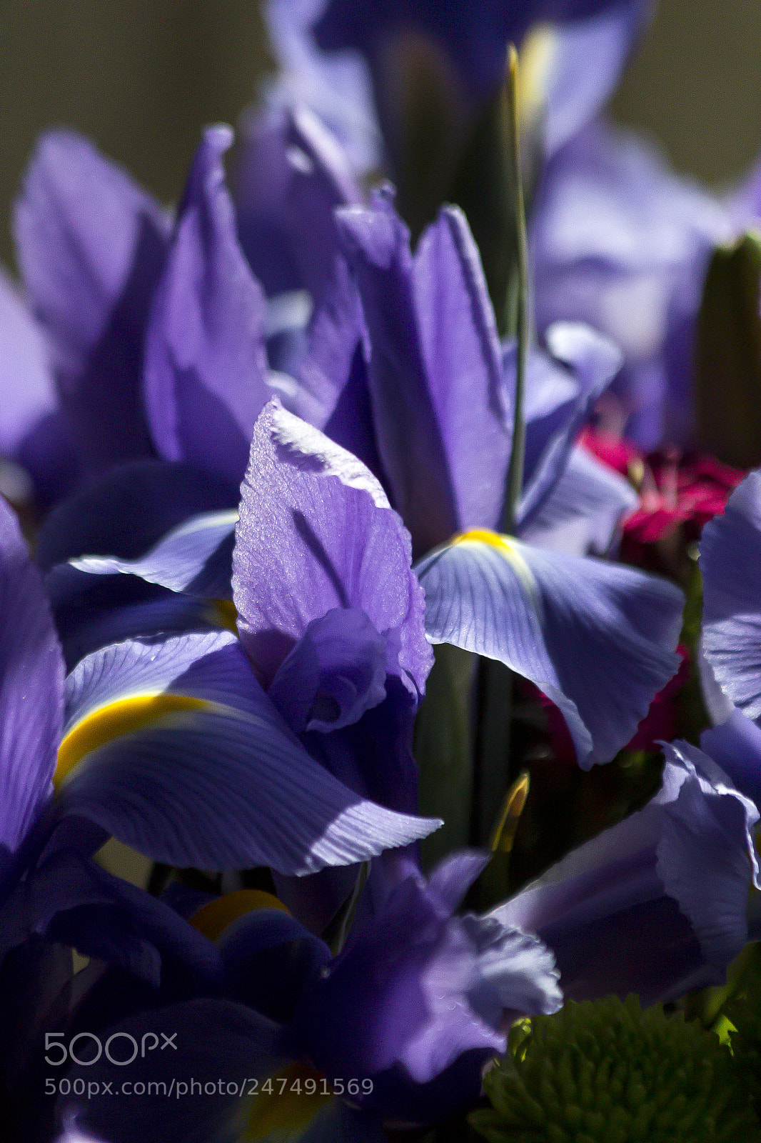 Canon EOS 60D sample photo. Purple photography