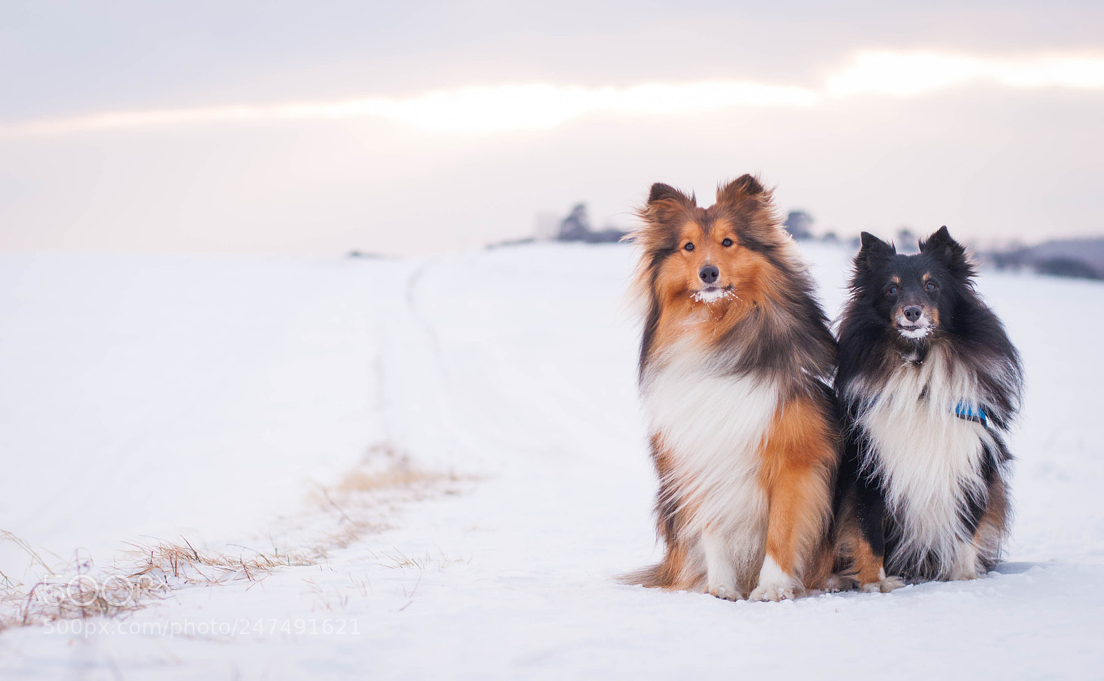 Nikon D5000 sample photo. Shelties photography