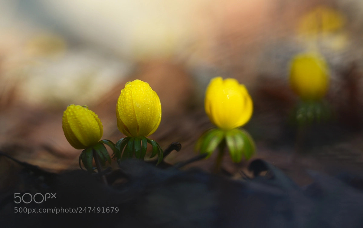Nikon D7100 sample photo. Kar cicegi photography