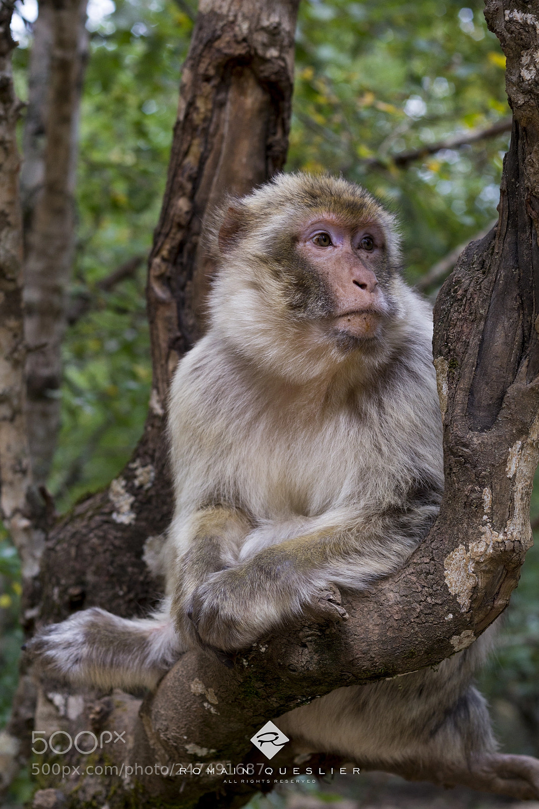 Canon EOS 60D sample photo. Monkey photography