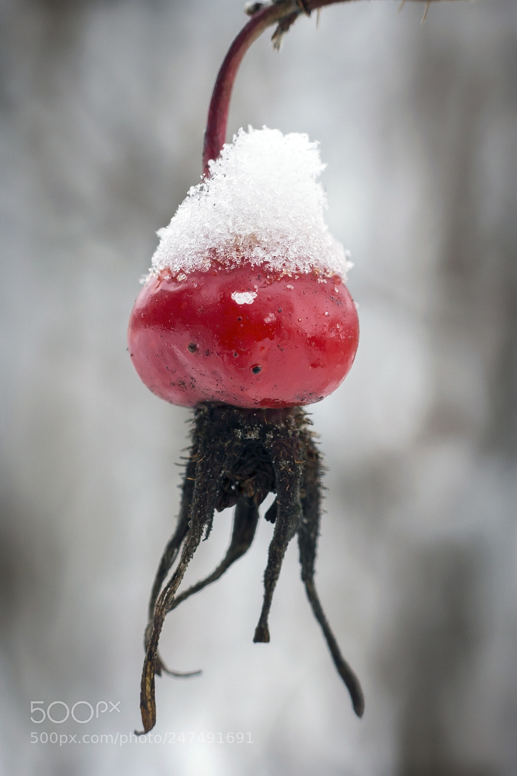 Canon EOS 60D sample photo. Red dogrose in the photography