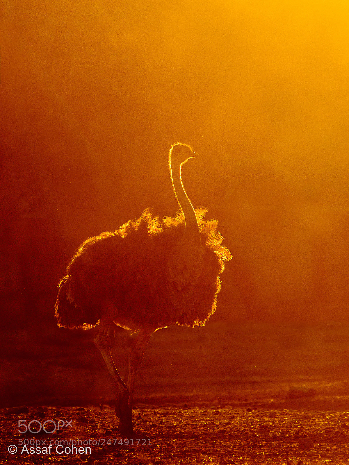 Nikon D7200 sample photo. Ostrich photography
