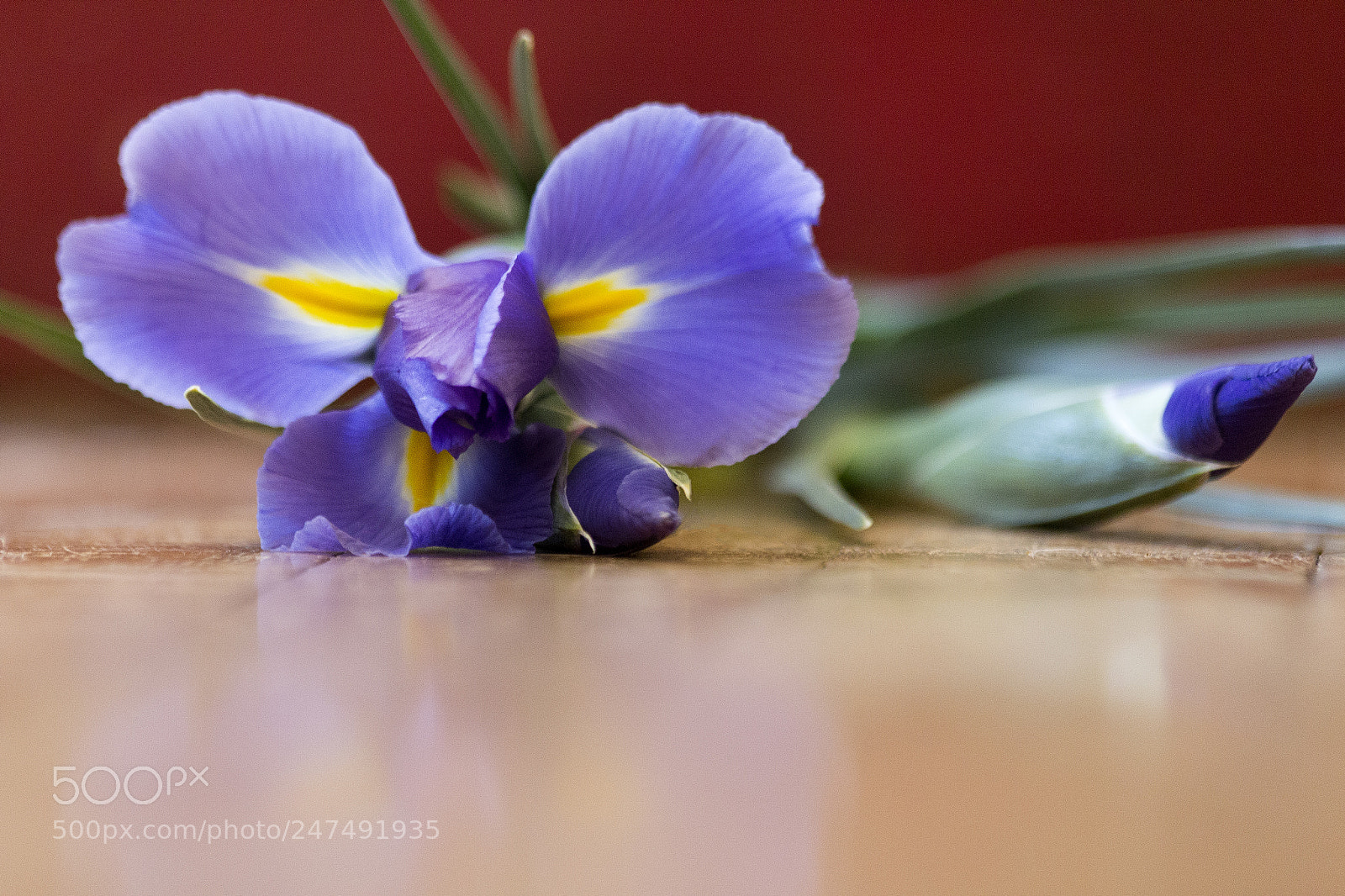 Canon EOS 60D sample photo. Floral photography