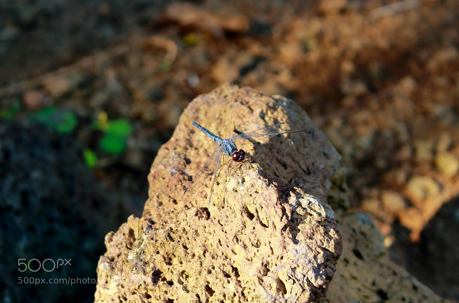 Canon EOS 100D (EOS Rebel SL1 / EOS Kiss X7) sample photo. Blue dragonfly sits on photography