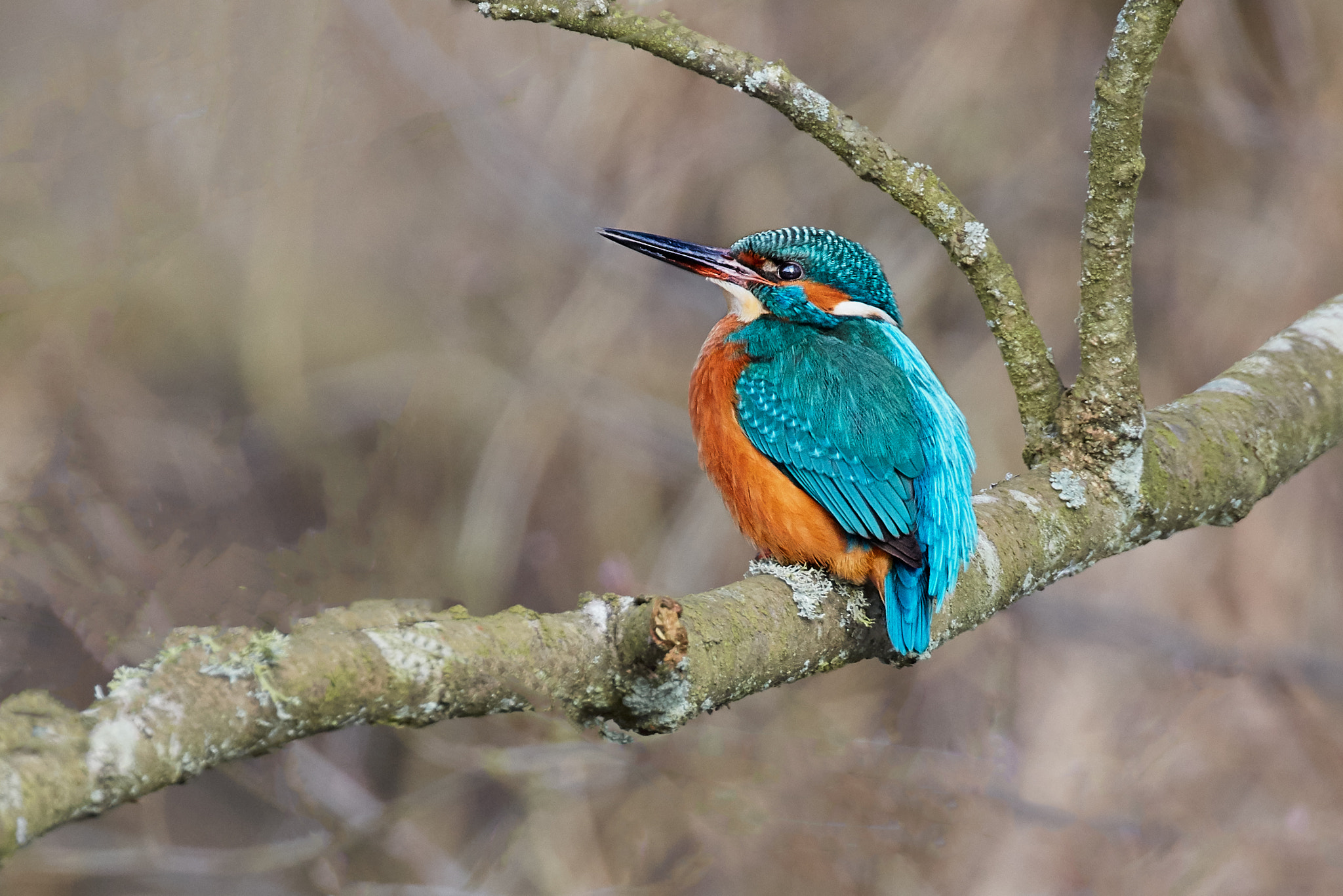 Canon EOS 5DS R sample photo. Kingfisher photography