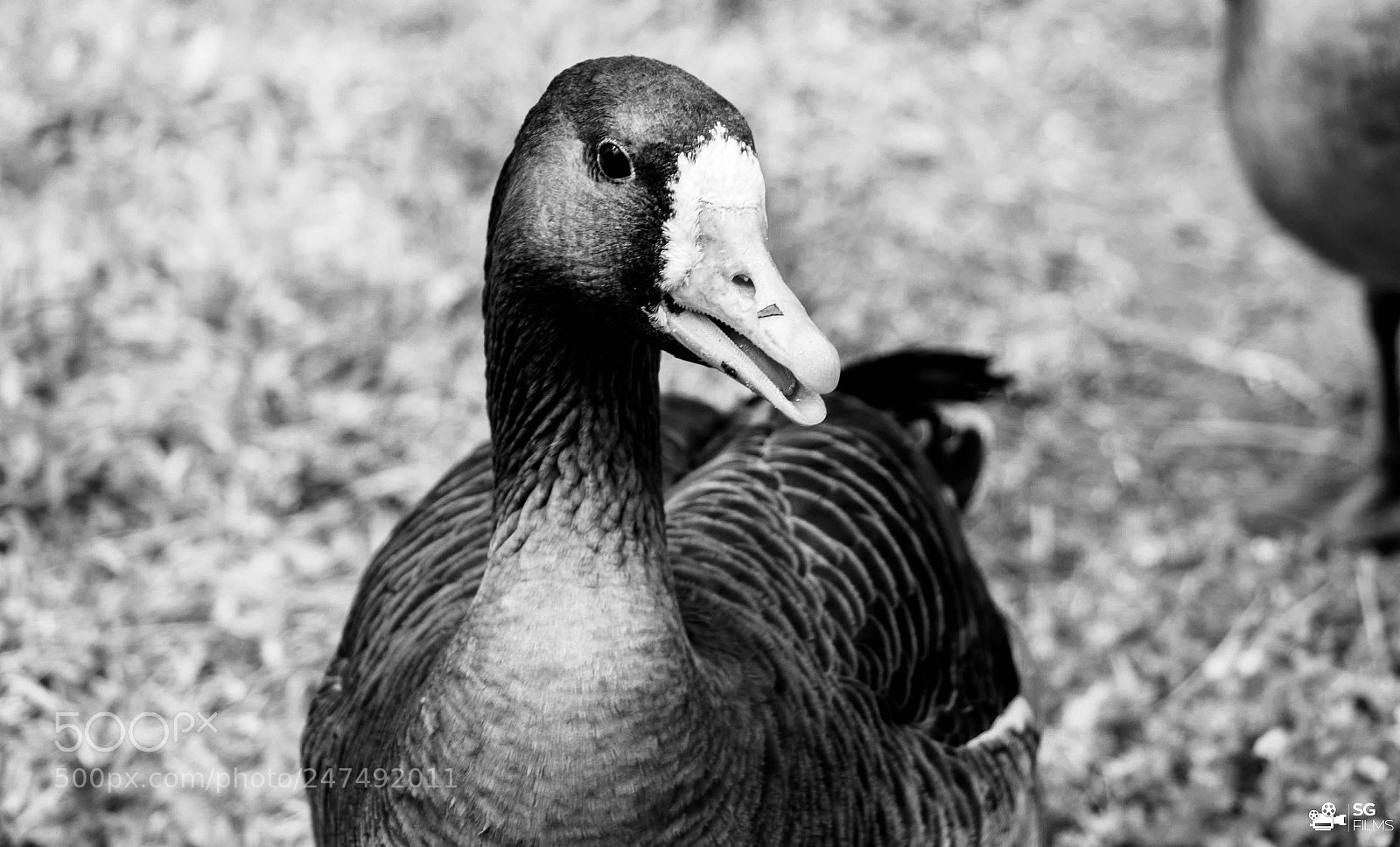 Canon EOS 7D Mark II sample photo. Duck photography