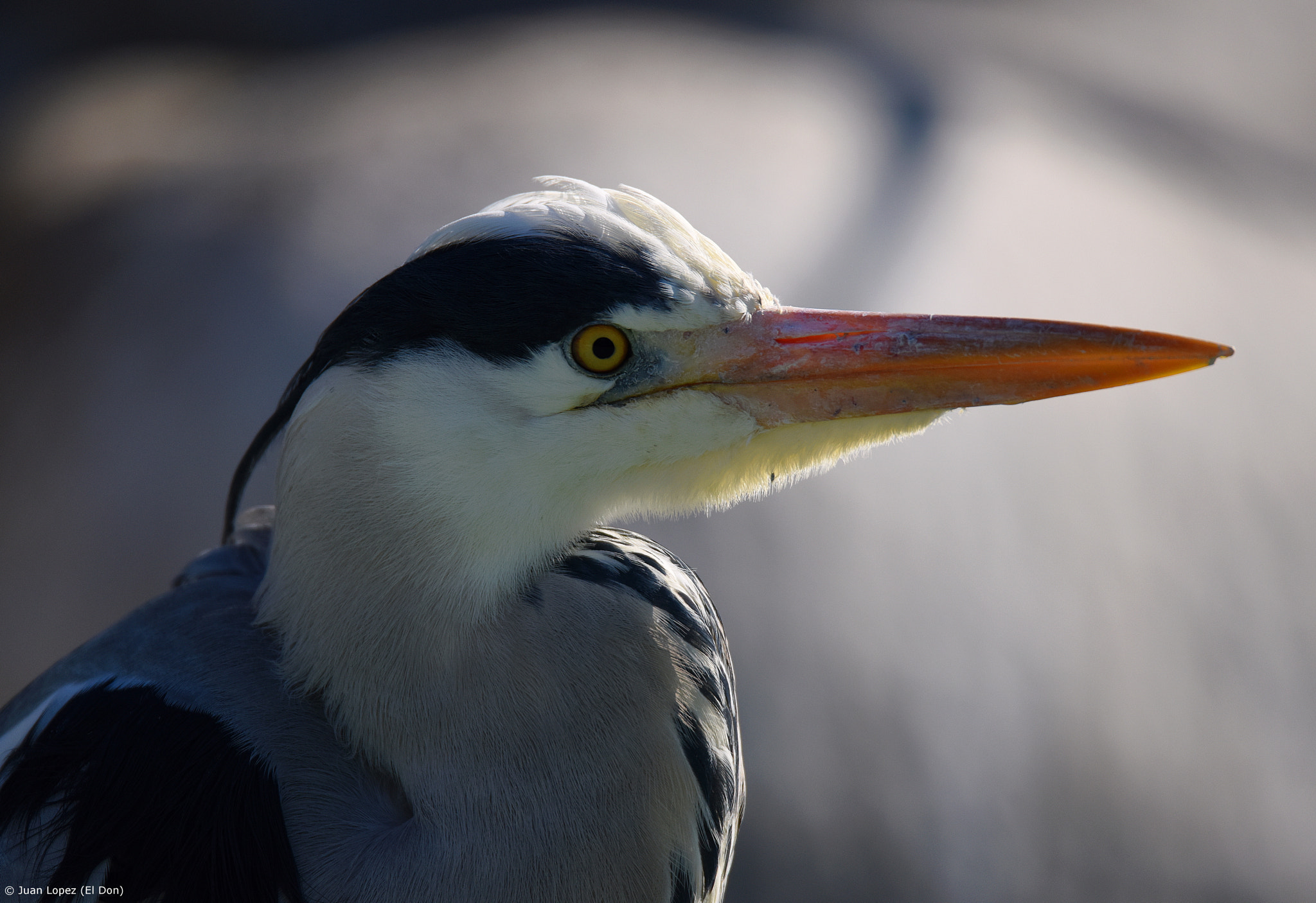 Nikon D810 + Sigma 150-600mm F5-6.3 DG OS HSM | S sample photo. Bird...grey heron..!! photography