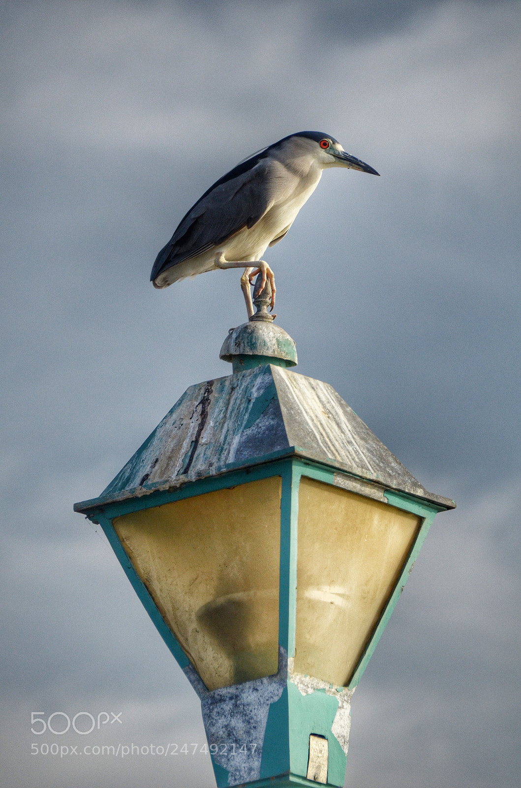 Nikon D5100 sample photo. Untitled photography