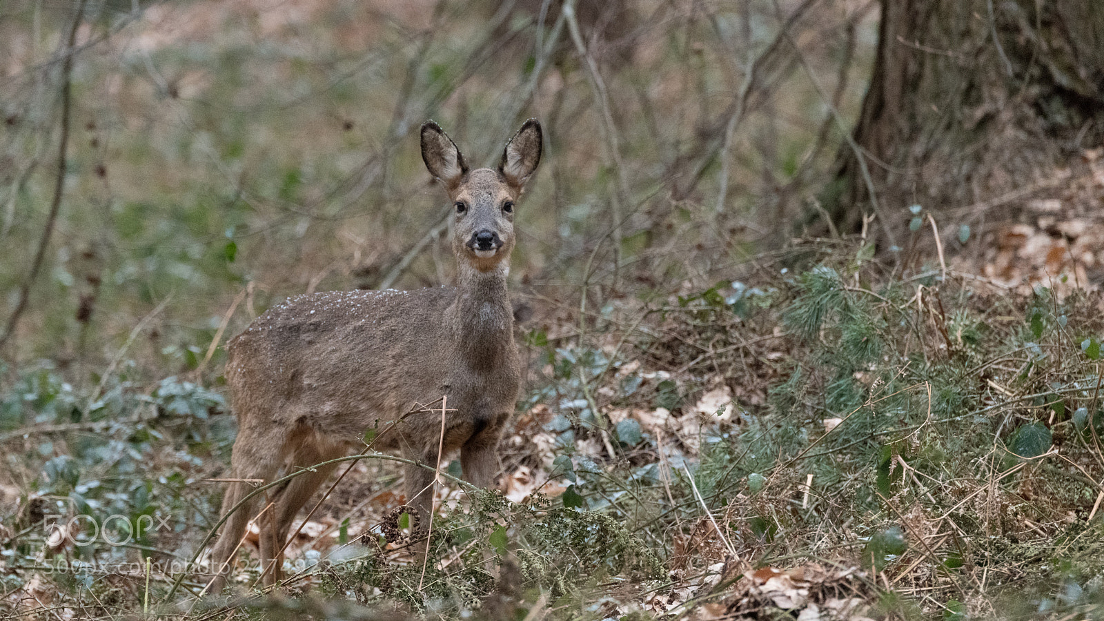 Nikon D850 sample photo. Chevreuil europ en european photography