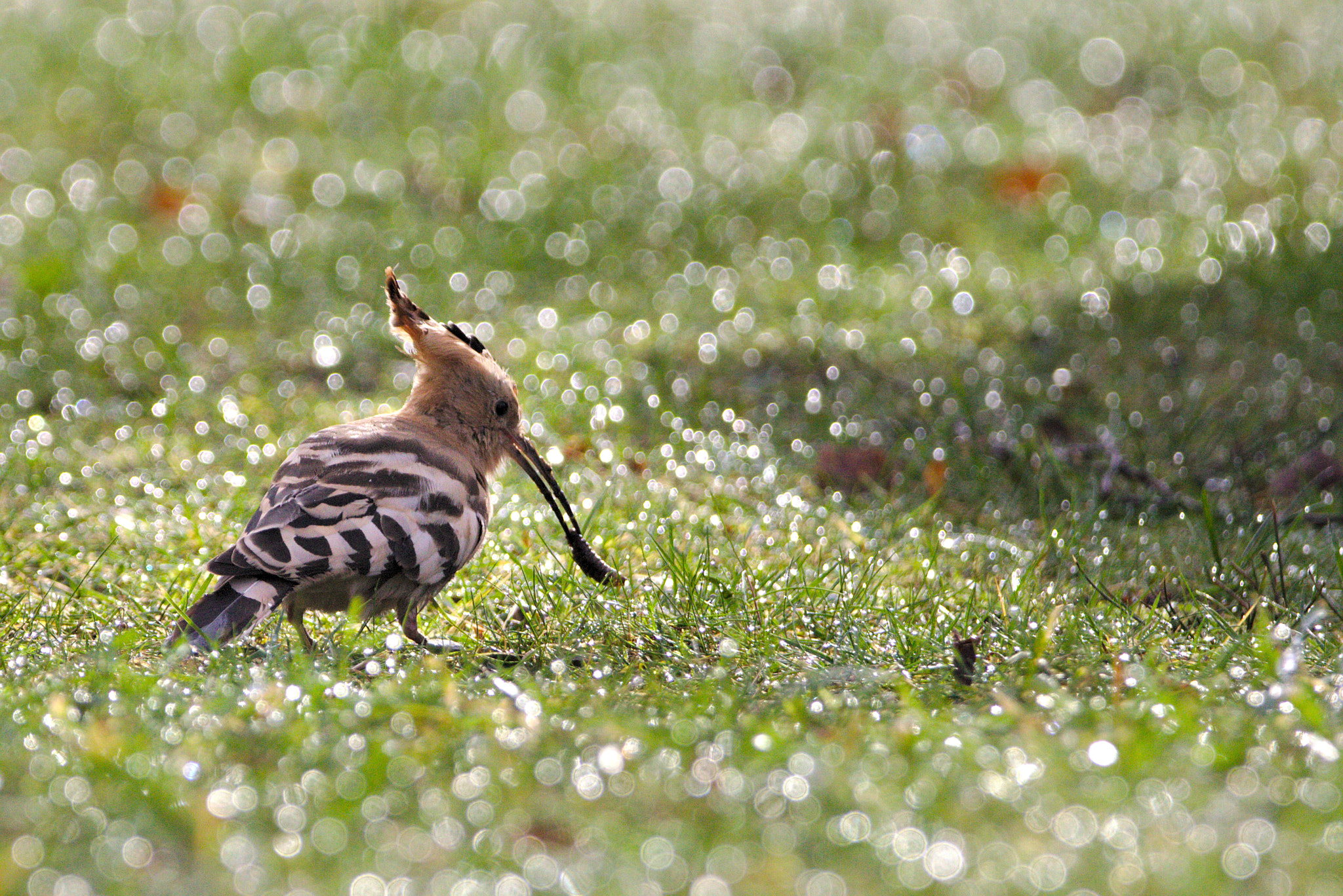 Canon EOS 700D (EOS Rebel T5i / EOS Kiss X7i) sample photo. Eurasian hoopoe in normandy during winter photography