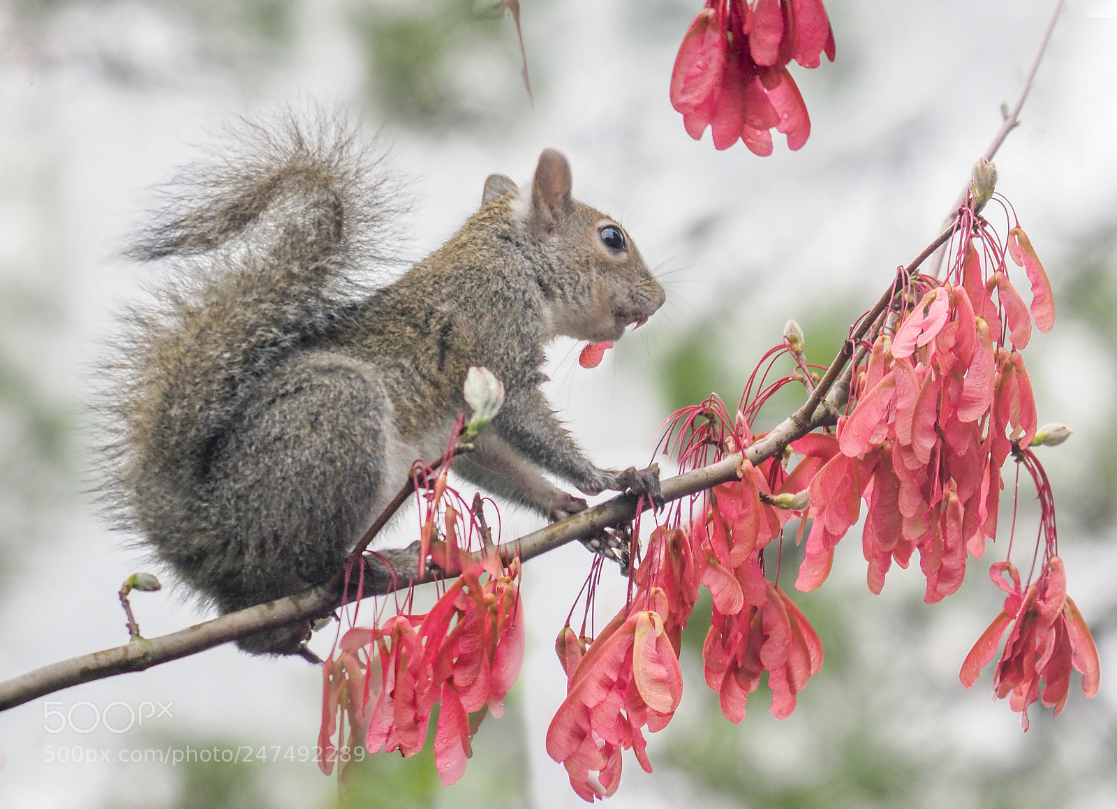 Olympus OM-D E-M1 Mark II sample photo. Squirrel photography