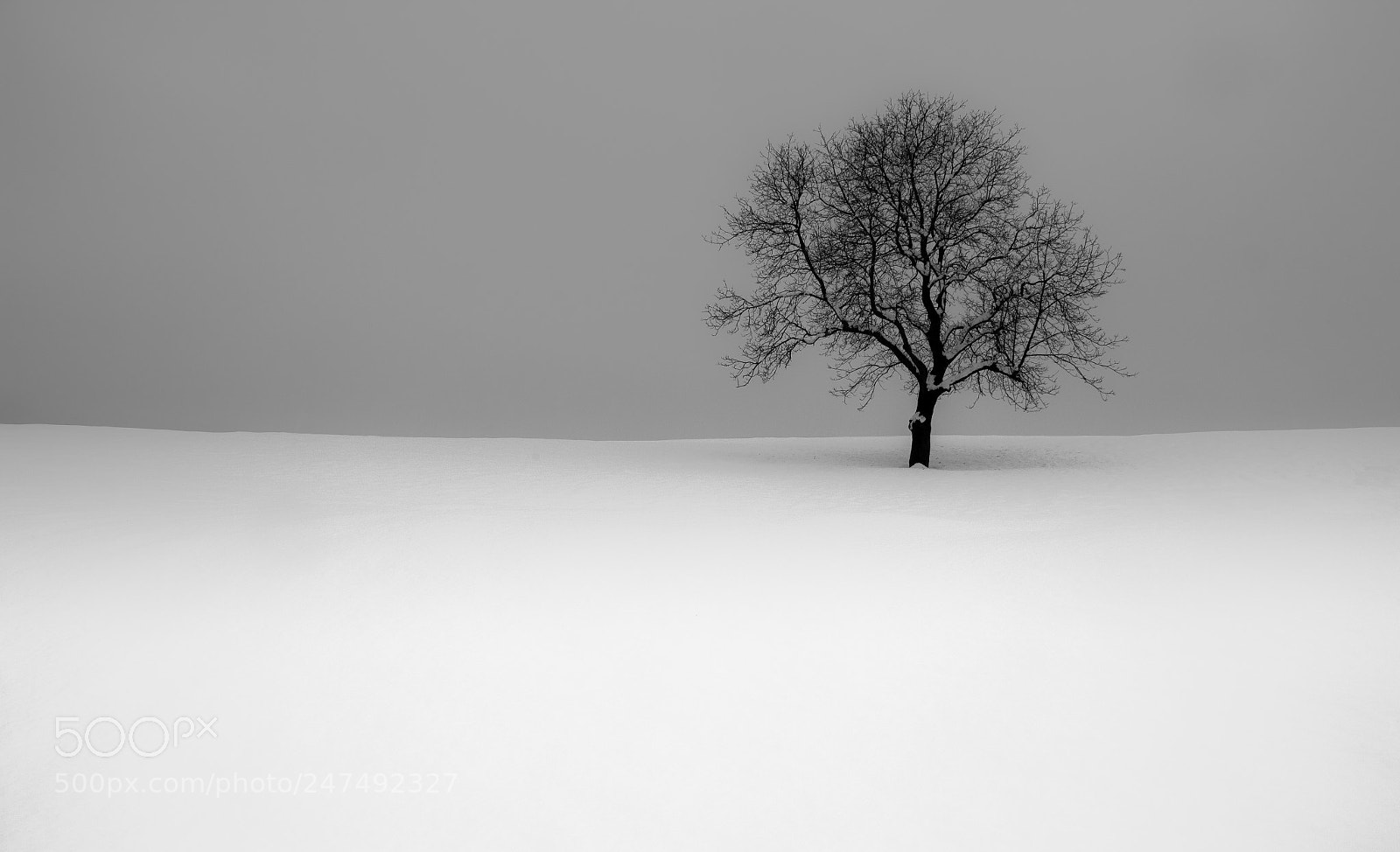 Canon EOS 700D (EOS Rebel T5i / EOS Kiss X7i) sample photo. Winter tree photography