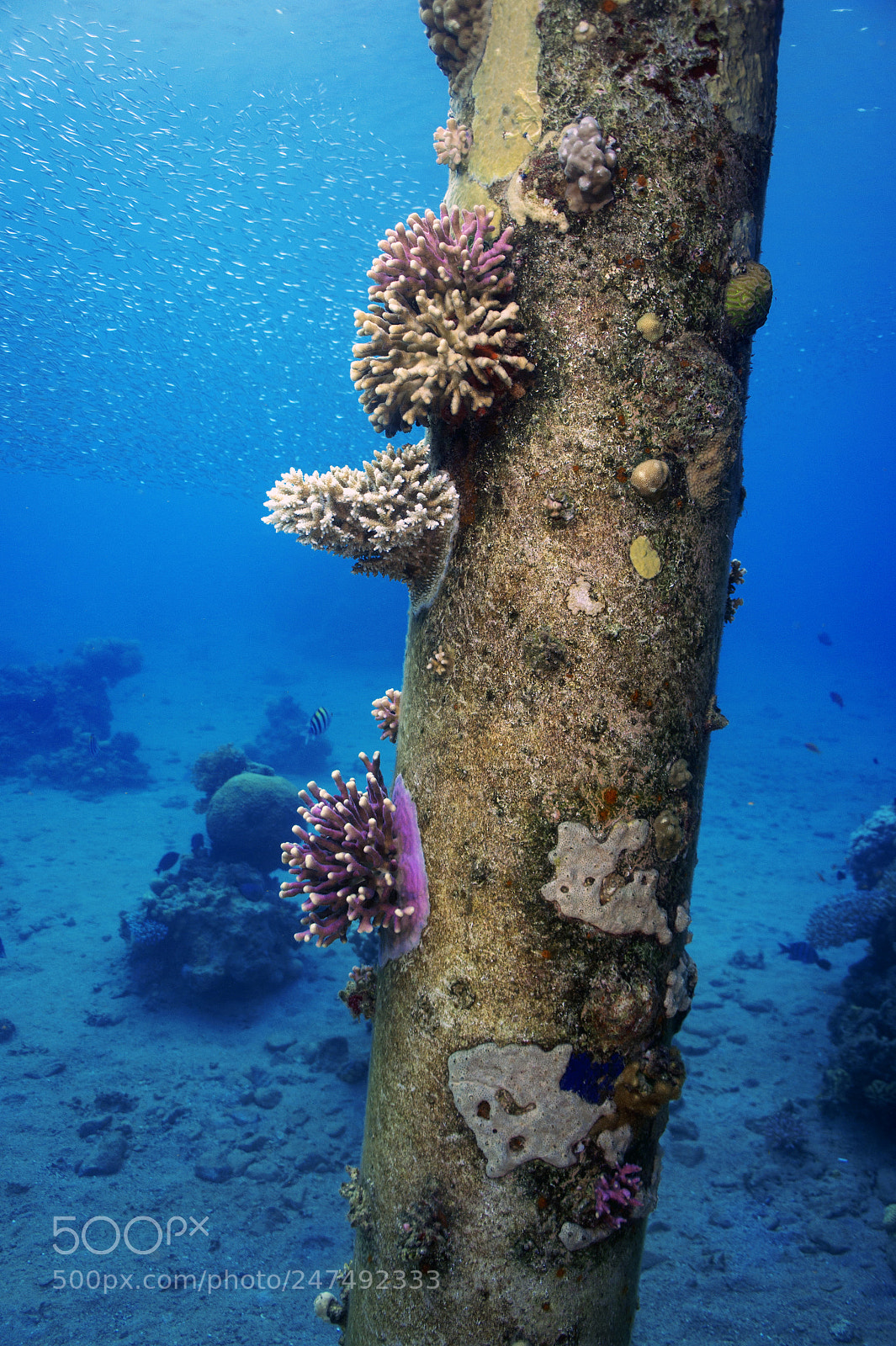 Sony Alpha NEX-5 sample photo. Red sea. eilat. photography