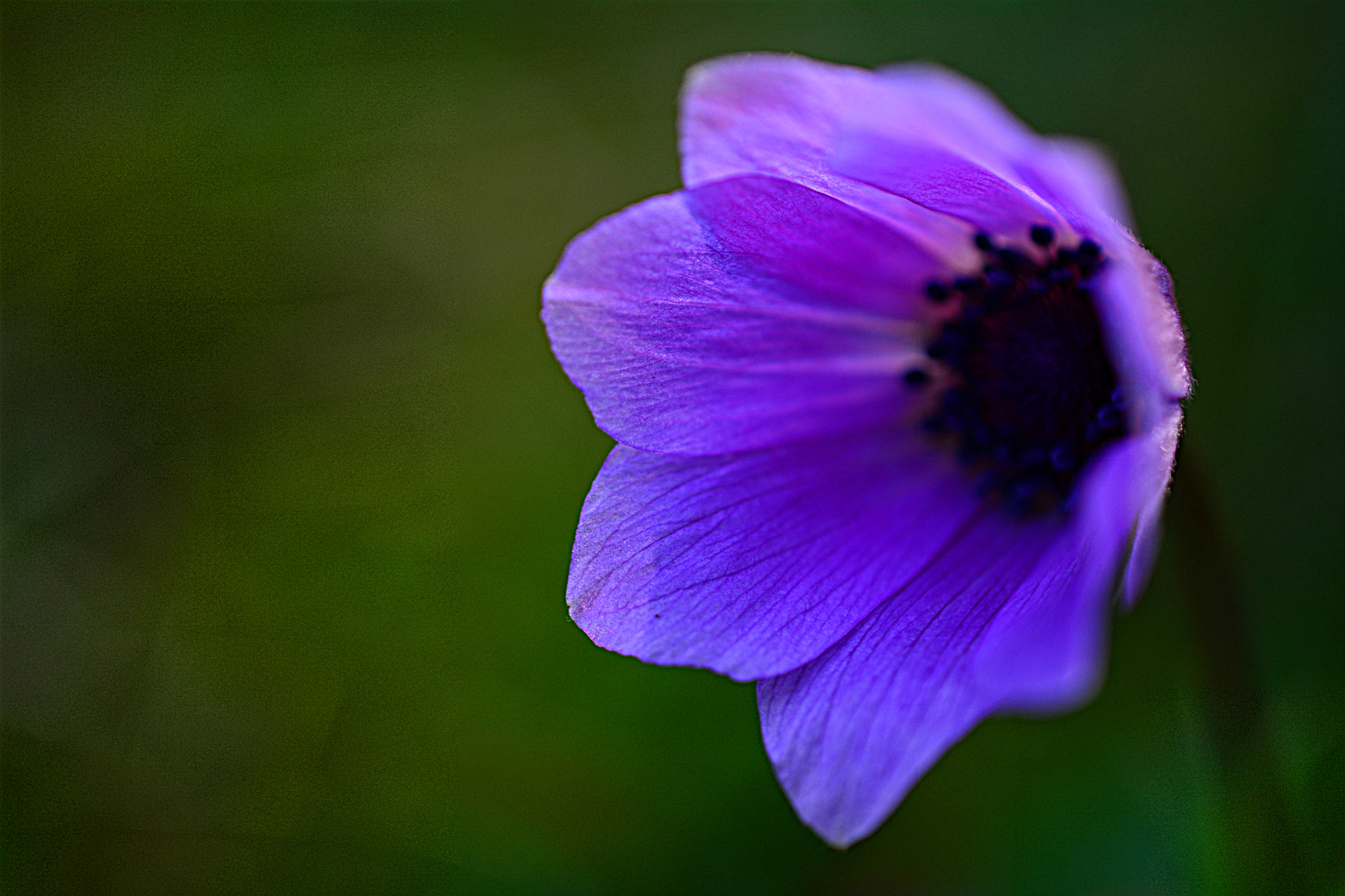 Nikon D5200 + Nikon AF-S DX Micro Nikkor 40mm F2.8 sample photo. Flower photography