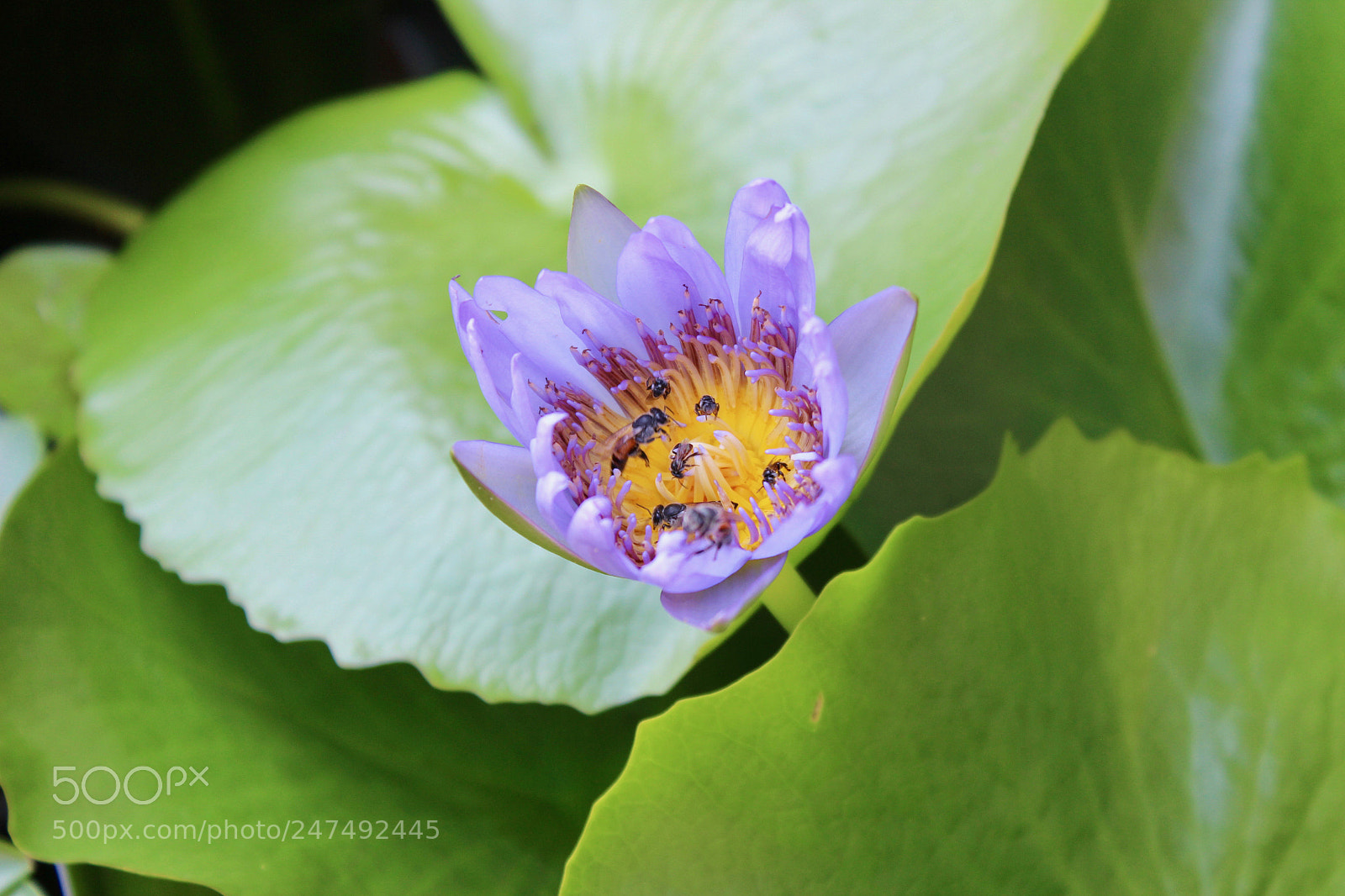 Canon EOS 600D (Rebel EOS T3i / EOS Kiss X5) sample photo. Collecting pollen photography