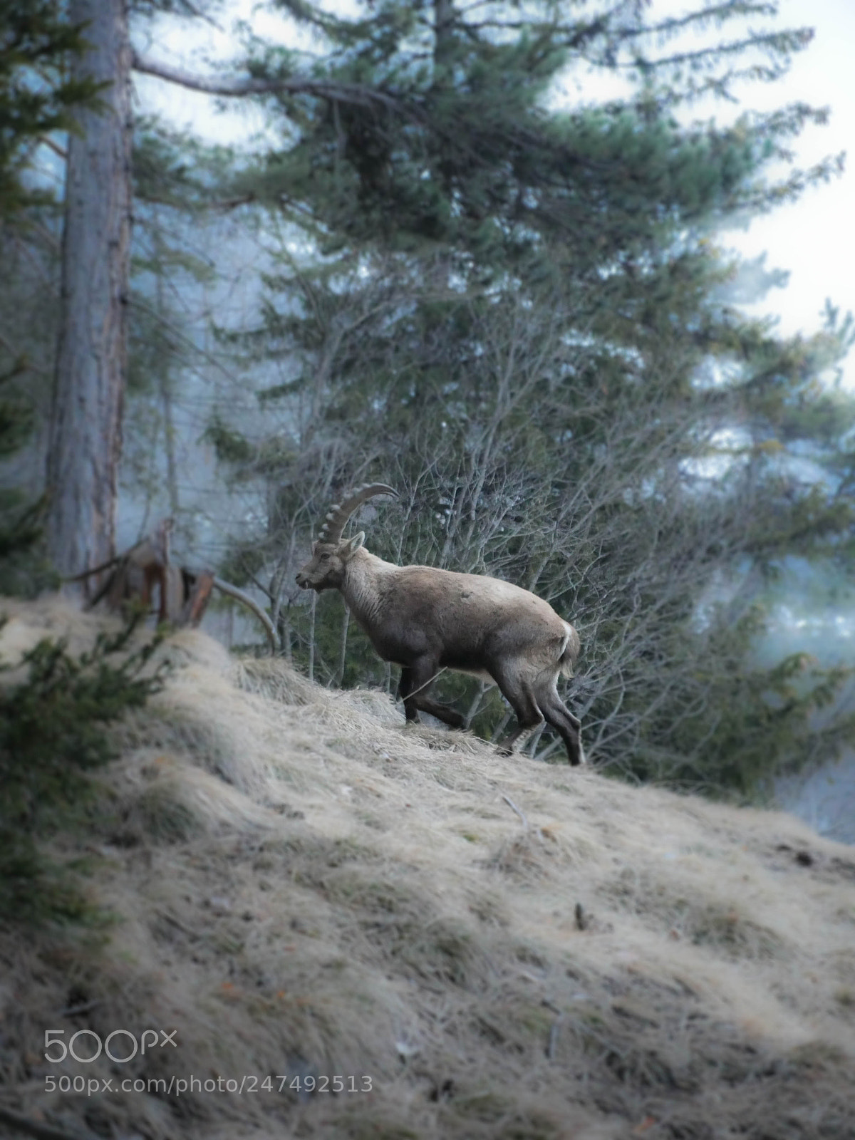 Panasonic Lumix DMC-GH4 sample photo. Stambecco alpino photography