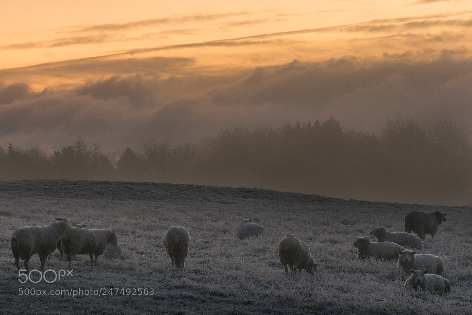 Nikon D7200 sample photo. Sheep photography
