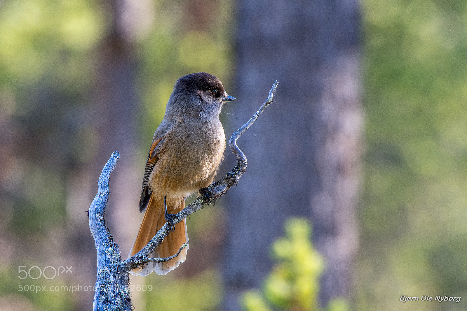 Nikon D7200 sample photo. Siberian jay photography