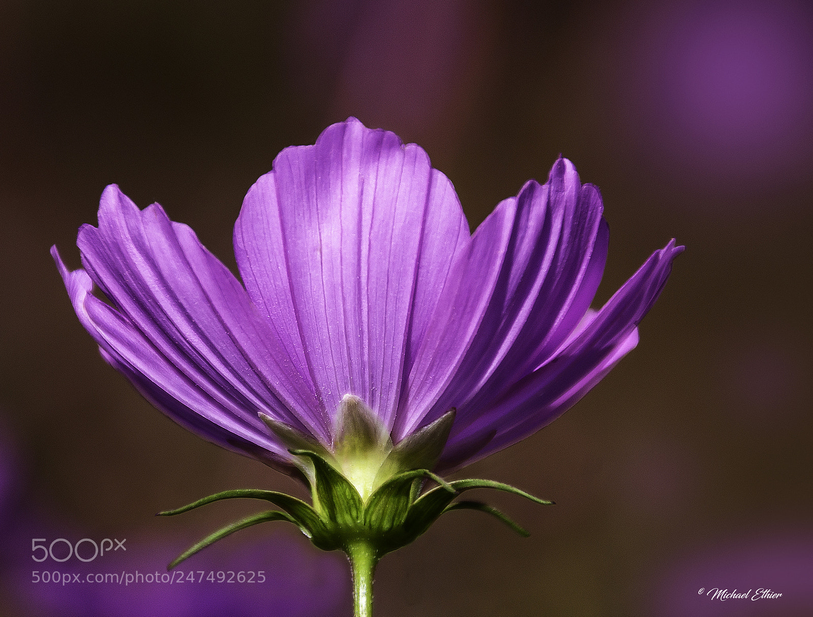 Canon EOS 60D sample photo. Purple photography