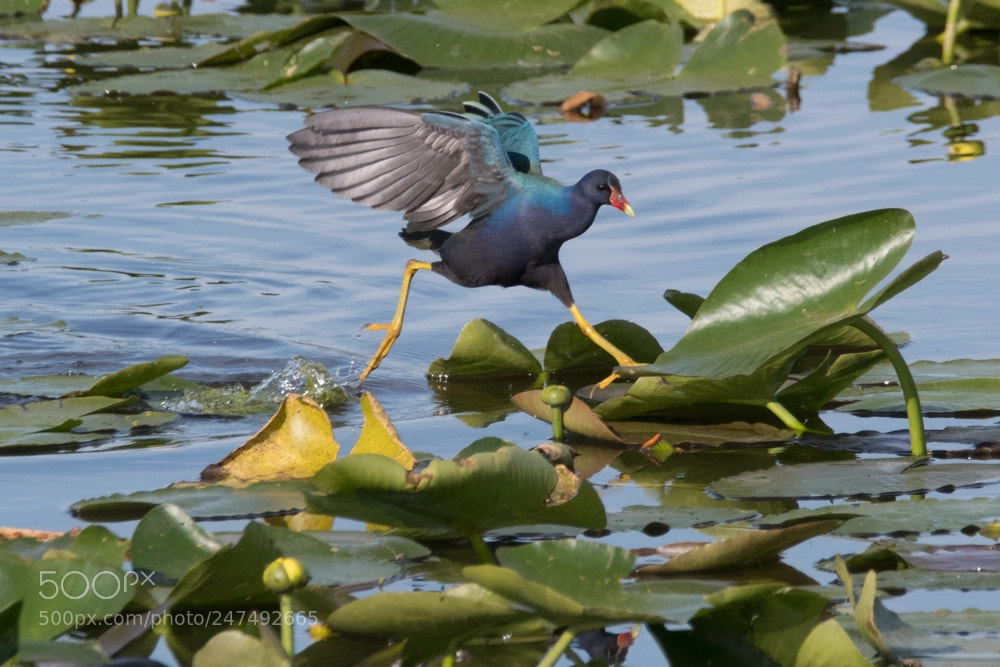 Nikon D500 sample photo. Purple gallinule photography