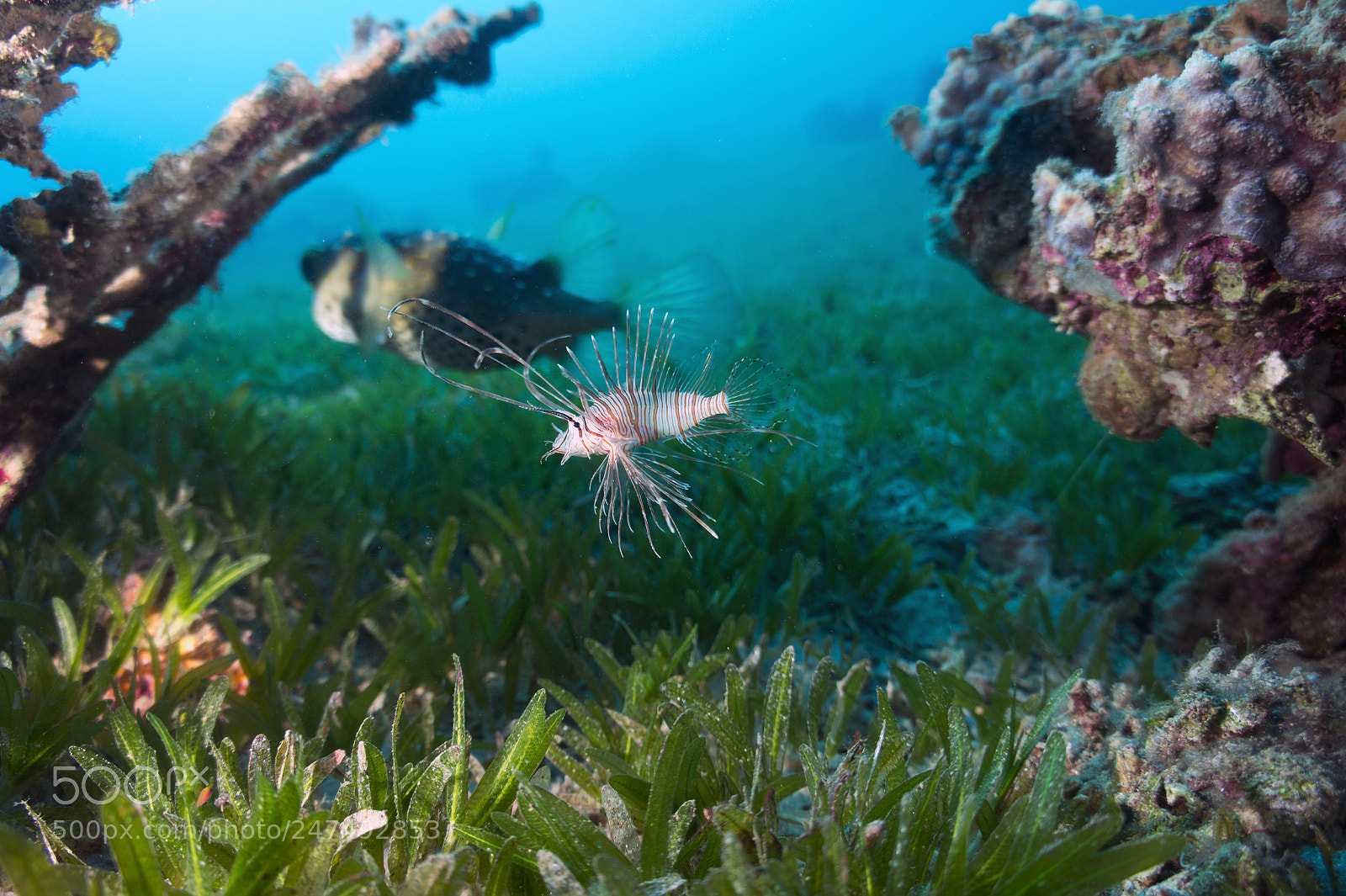 Sony Alpha NEX-5 sample photo. Red sea. eilat photography